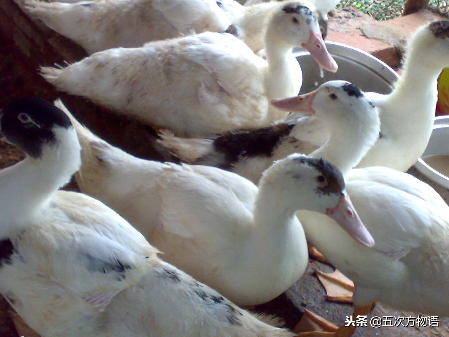 番鸭家鸭都是鸭