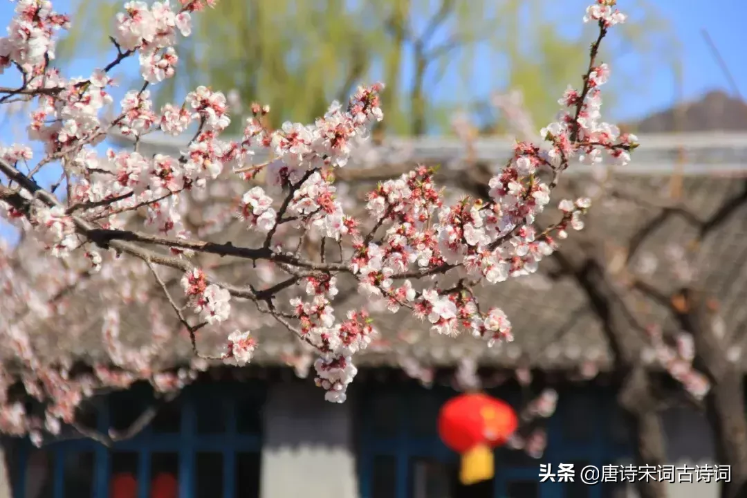 15种开在春天里的花,送给大家15种春天里的诗意
