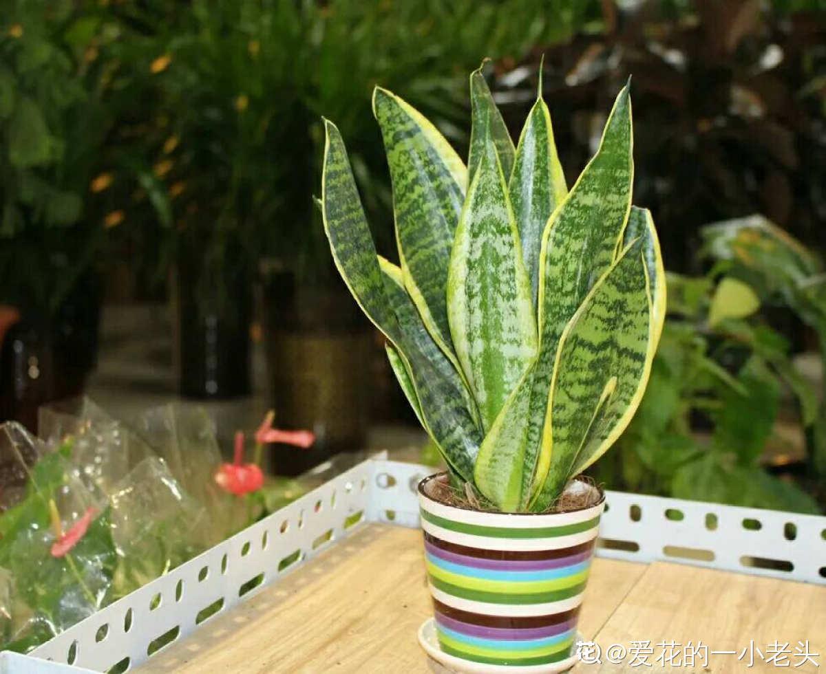 20种常见植物浇水方法,一句话说到重点,建议收藏