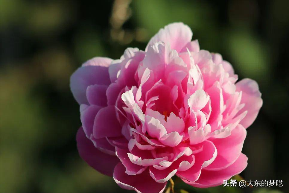 「植物知识说」“花中之王”—牡丹花