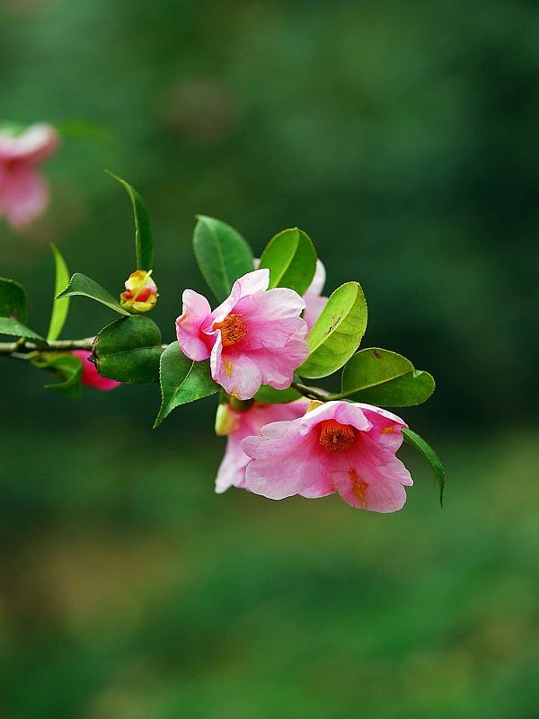 人生当如山茶花，从容而优雅