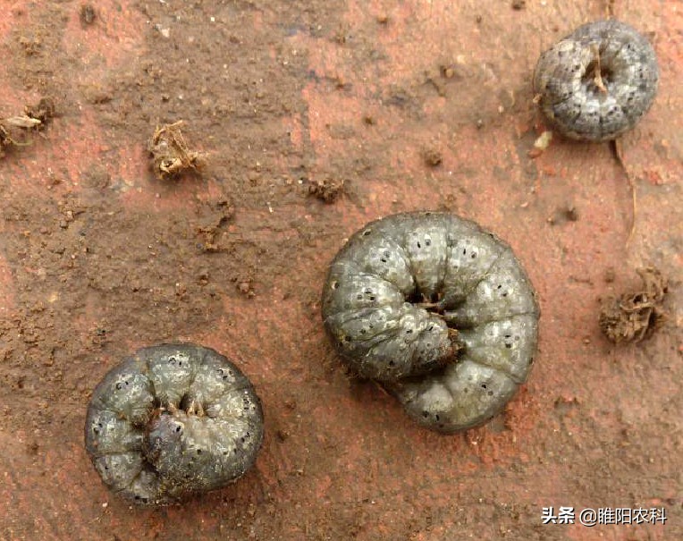 地下害虫特效药,地下害虫特效药颗粒剂