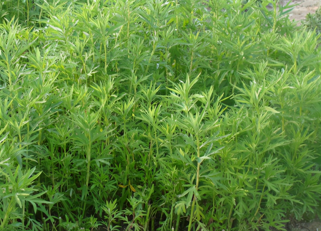 水蒿「水蒿是什么」