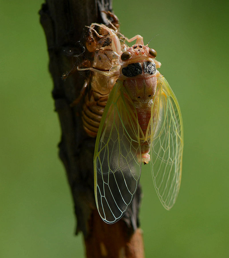 金蝉用自己的一生，告诉了我们七个人生哲理