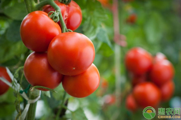 当前西红柿多少钱一斤？2020年西红柿价格预测