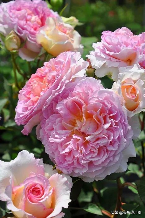 2020世界新品月季大赏，一起来看看都有哪些值得期待的新品种