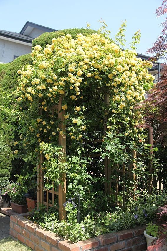 木香花的缺点（木香花为什么不能种在家里）-第4张图片-昕阳网