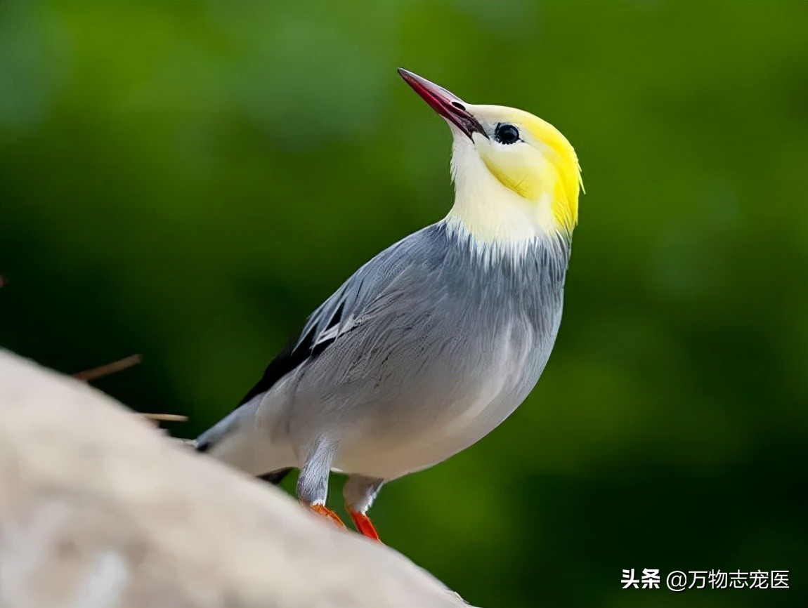 观赏鸟种类大全（国内十大常见宠物鸟一览）