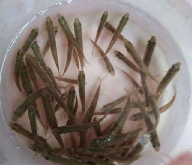 银龙鱼吃什么 银龙鱼一个月不喂能饿死吗-北京百科网