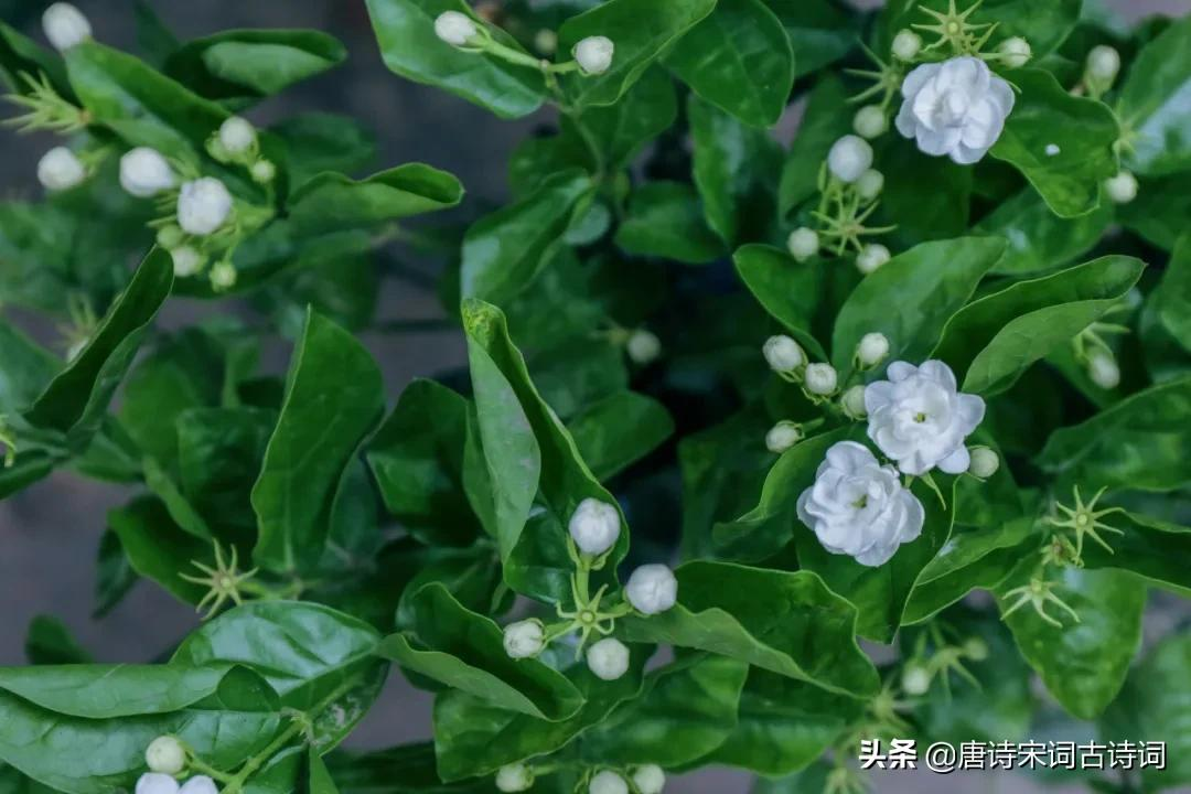 亲亲茉莉花