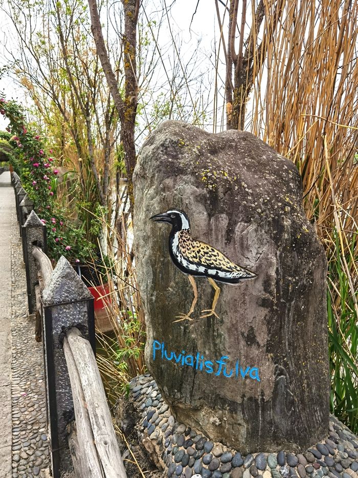 丽江拉市海，骑马走茶马古道，赏鸟走观湖长廊