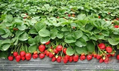 草莓的种植方法和技术（草莓零基础种植方法）-第5张图片