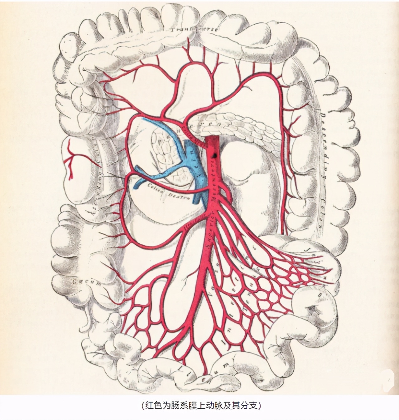 人體的腸繫膜上動脈供應著所有小腸和三分之二的大腸血流,此血管若有
