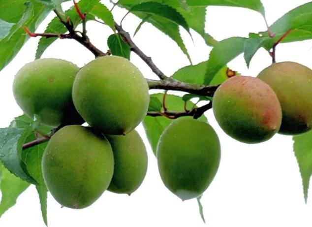 乌梅的功效与作用 乌梅功效作用与主治-徐拾记官网