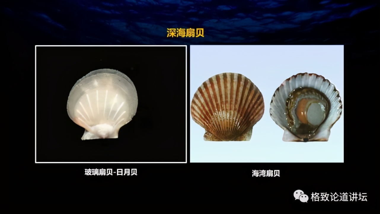 为解决繁衍问题，这个稀有的深海生物开发出了雌雄同体