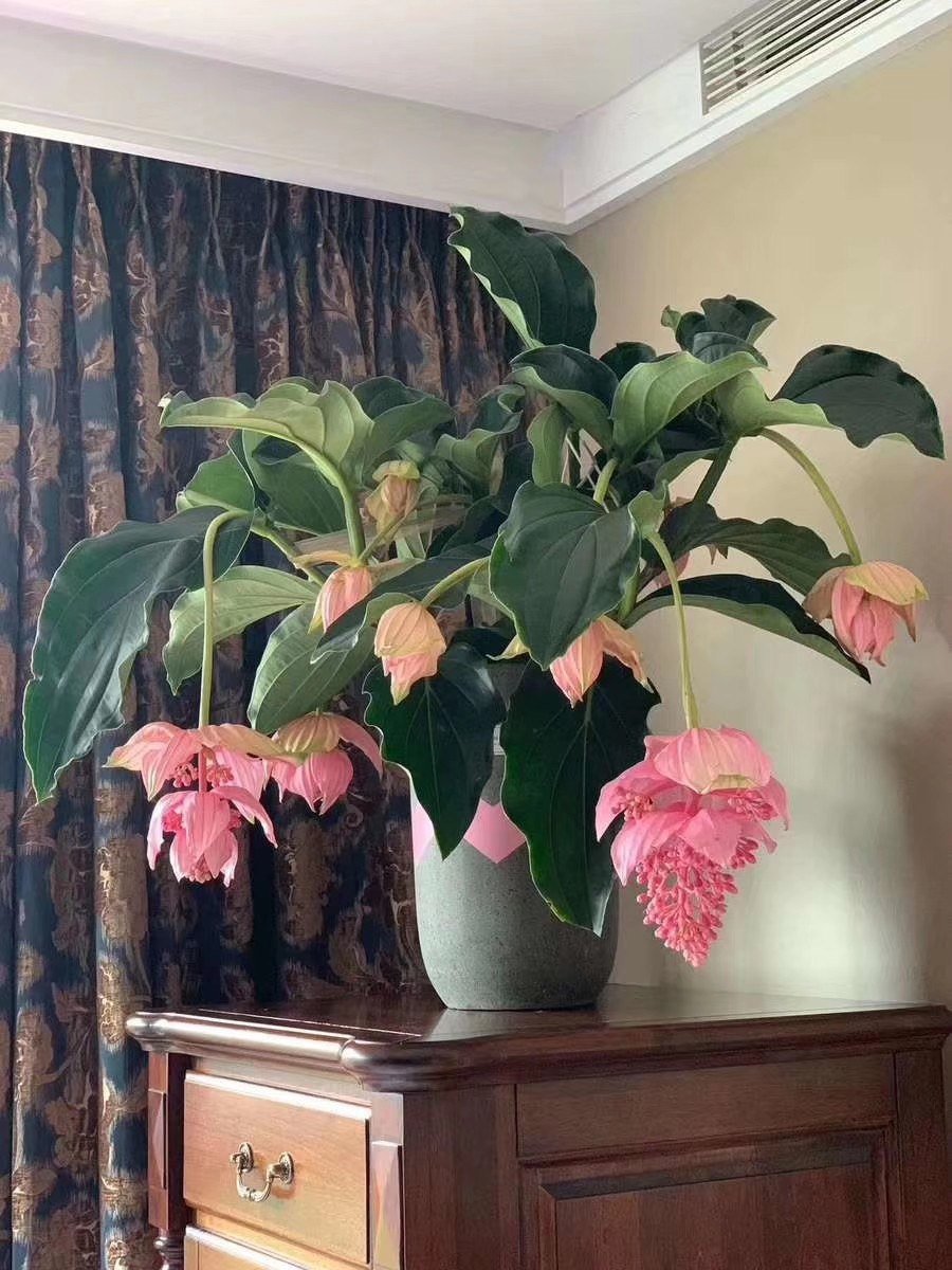 30种耐阴植物室内盆栽(超级耐阴的花没光也能养爆盆)