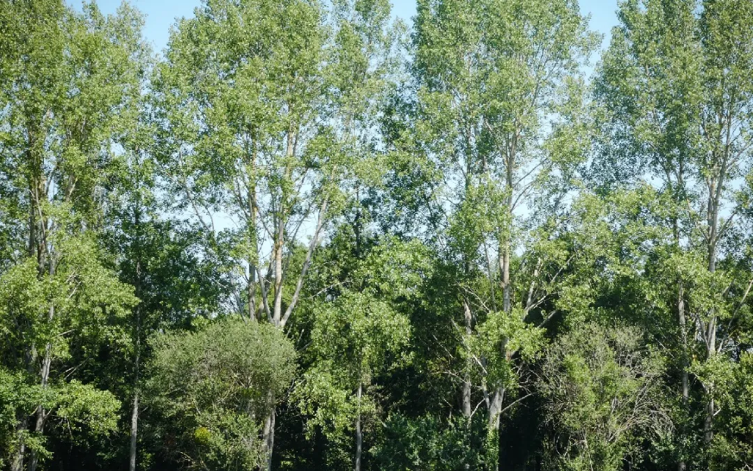 20款花境设计,你最爱哪款?(附植物配置清单)