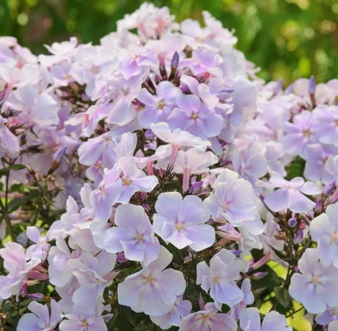 宿根福禄考花期什么时候（夏季里最佳的观花植物）