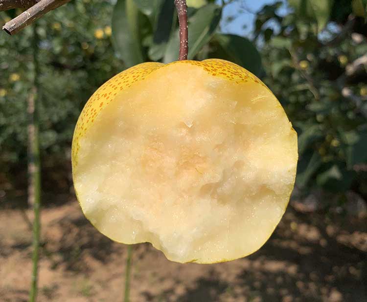 宿州有什么特产？寻味宿州，这些特产名吃，值得推荐