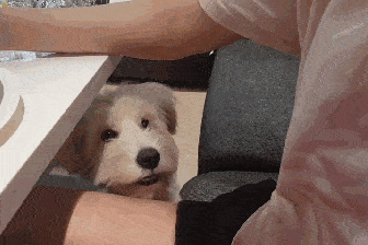 狗狗聪不聪明，就看这些，蠢狗根本装不出来