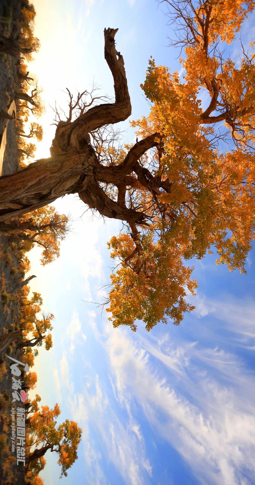 看完这篇文章,你才真懂胡杨的美