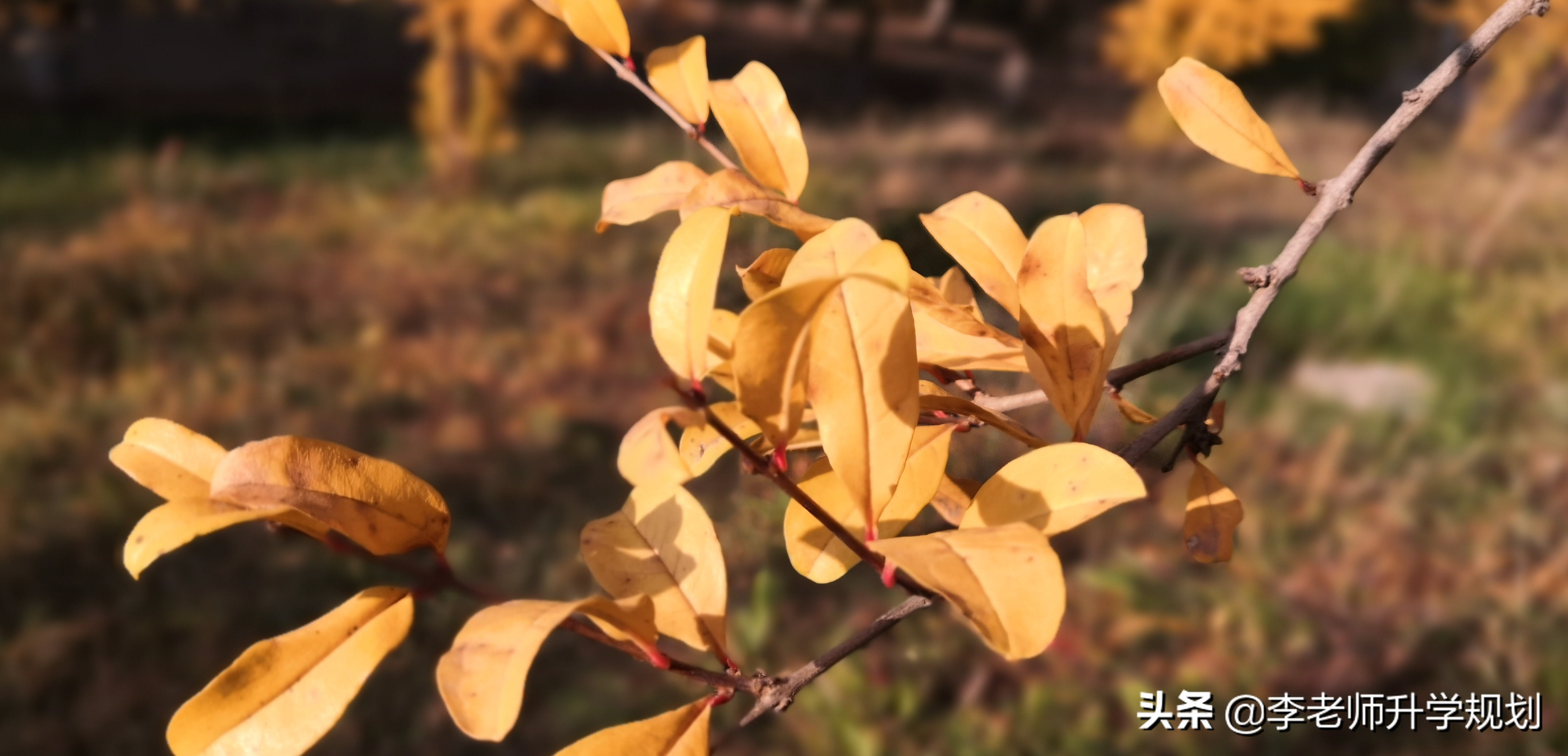 搞不懂等级赋分制的本质，选科高考就要吃大亏