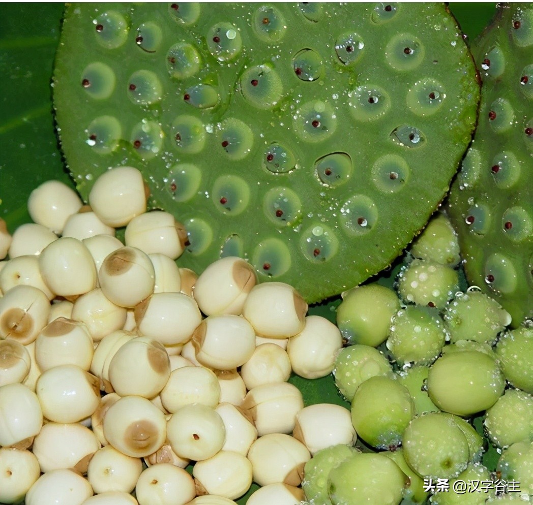 荷花有关知识及字词诗文（闲情偶寄芙蕖）