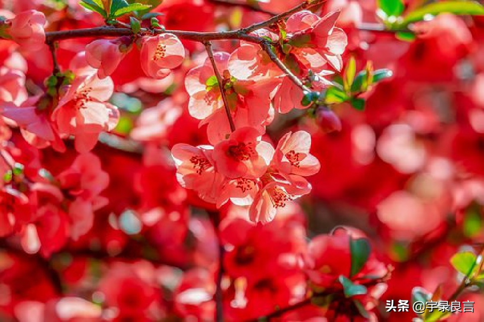 初一新年祝福语大全送给您，愿您阖家欢乐，万事如意