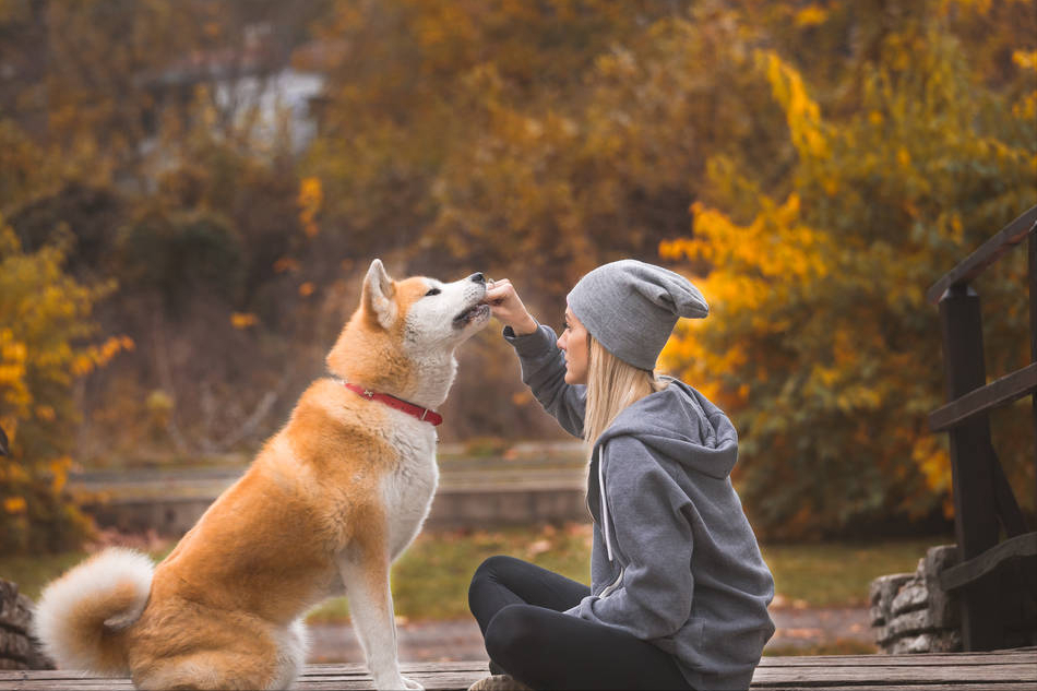 秋田犬:主人对它做这些事,它就会以为你不爱它了