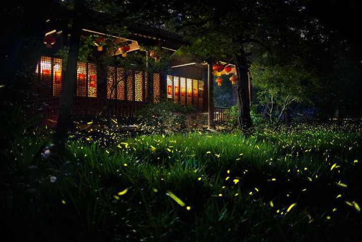 描写夜晚虫鸣的优美句子_晶羽文学网