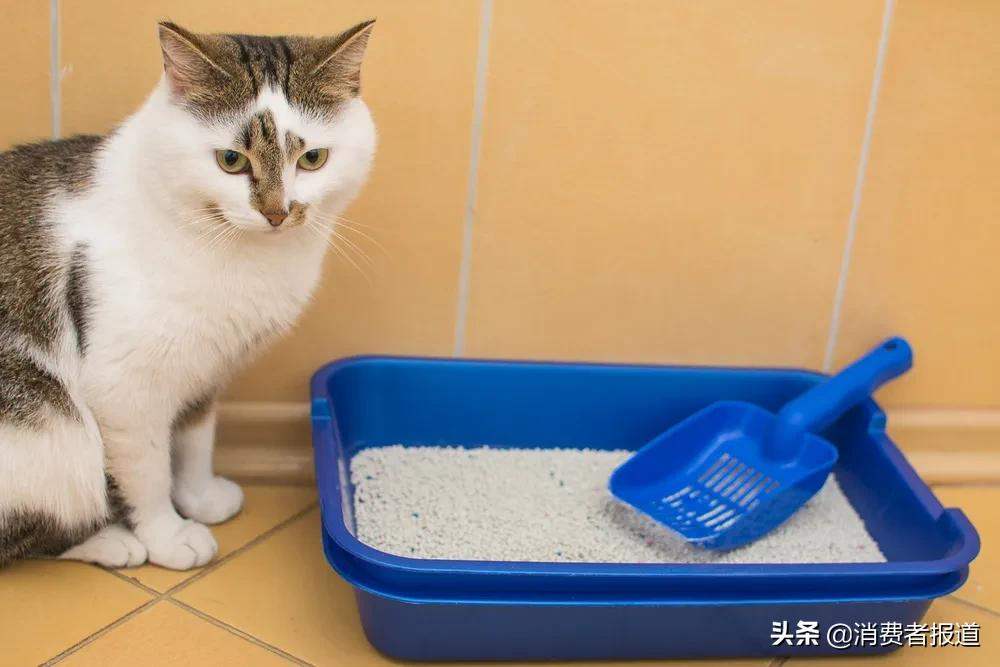 19款猫砂口碑报告：耐威克、洁客评价较高，LORDE里兜的混合猫砂口碑差
