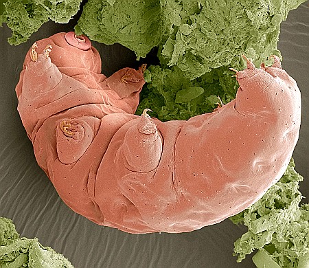 水熊虫的又一"壮举",它已经代表人类"定居"月球了