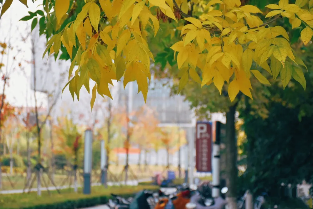 震撼!全国高校最美秋景大PK,哪所高校最最最惊艳?