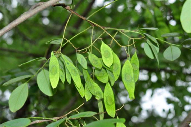 同是被称为"檀木"的树,木质细密,有香味,在农村却当锄头柄用