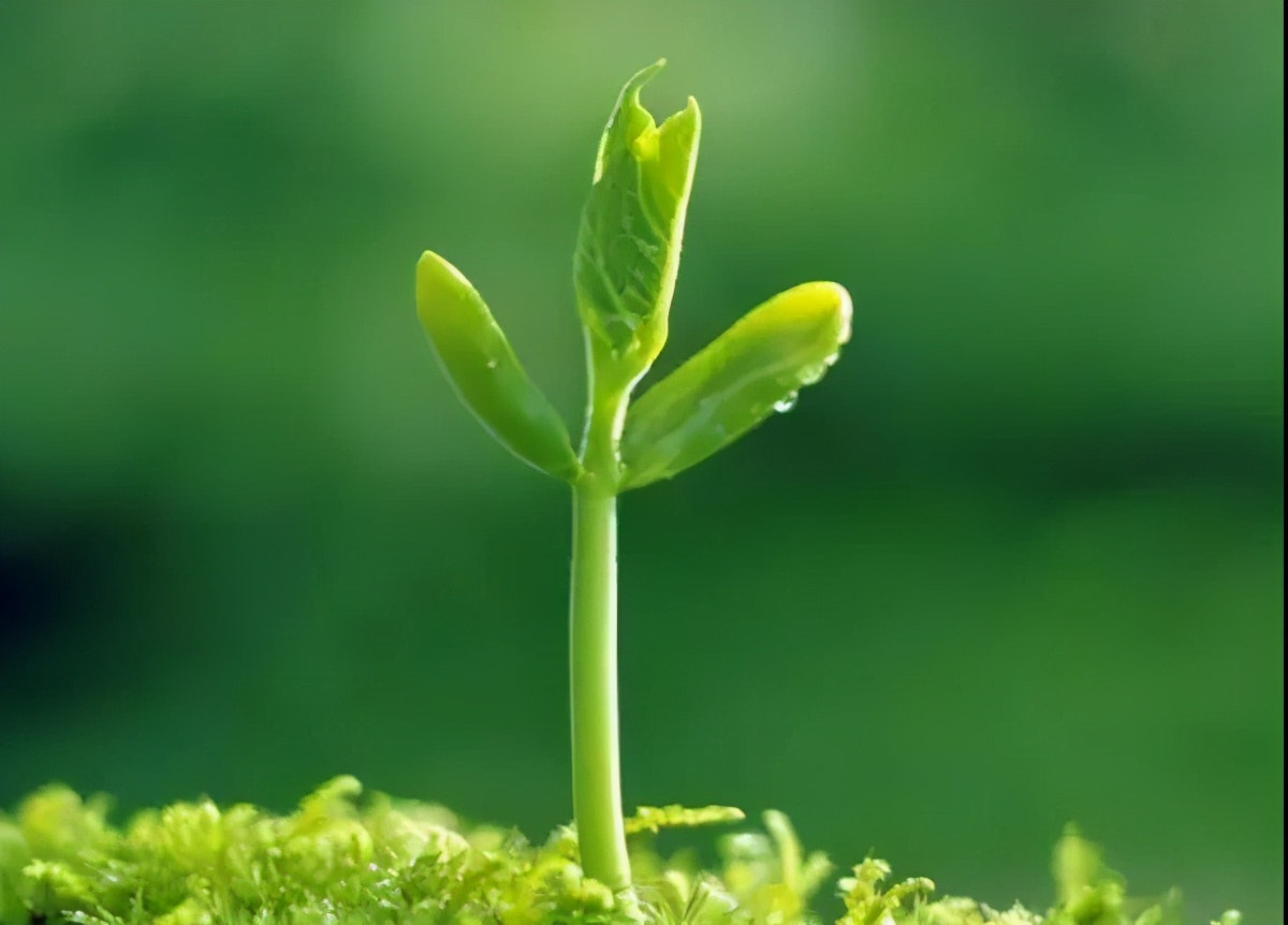 4首有关春草的宋词春意盎然:春到长门春草青,芳草不迷行客路