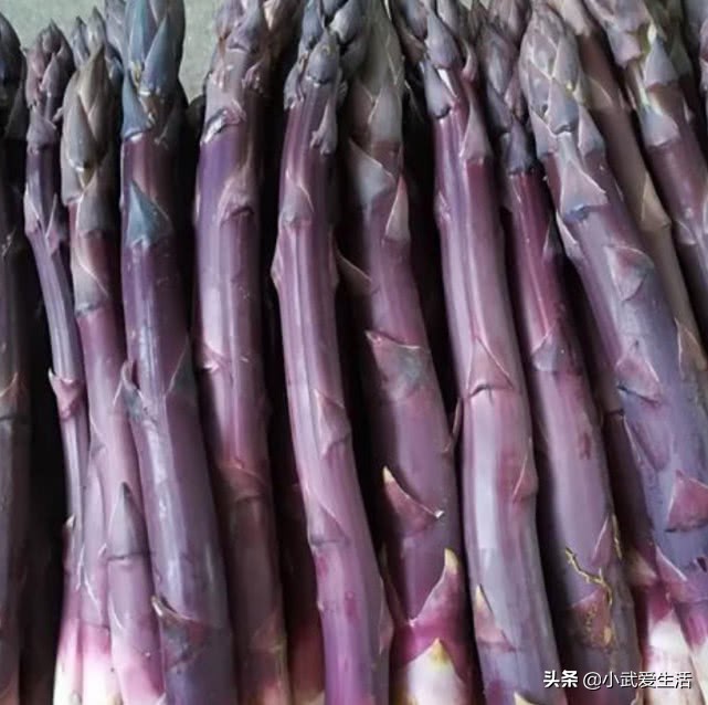 紫竹笋可食用吗（揭秘产自于美国的紫芦笋的营养价值）