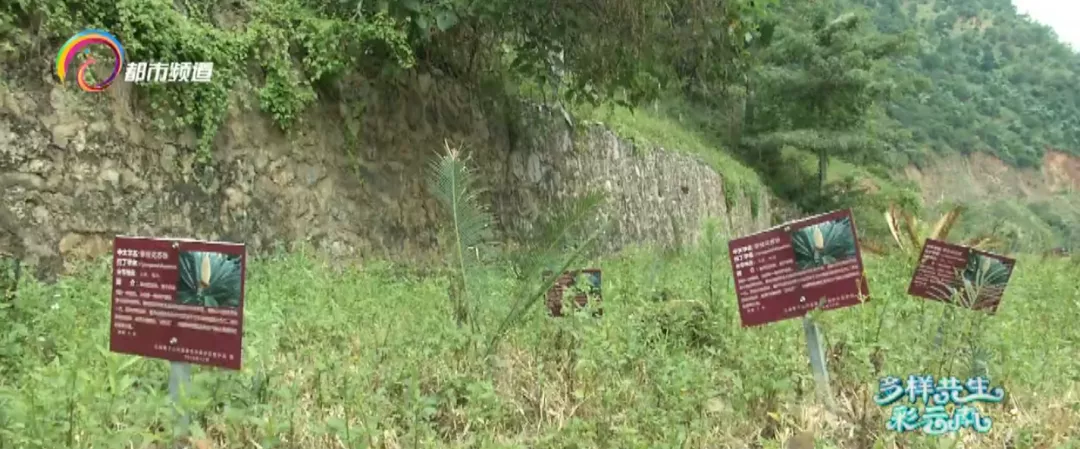 轿子山攀枝花苏铁：守护植物“活化石”