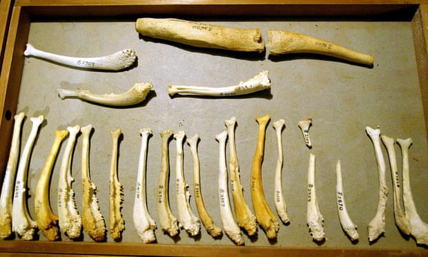 多数动物都有的“丁丁骨”，具有延时作用，却为何唯独人类没有？