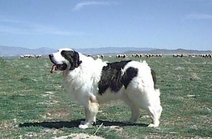 盘点世界十大大型犬排名，你都认识吗？