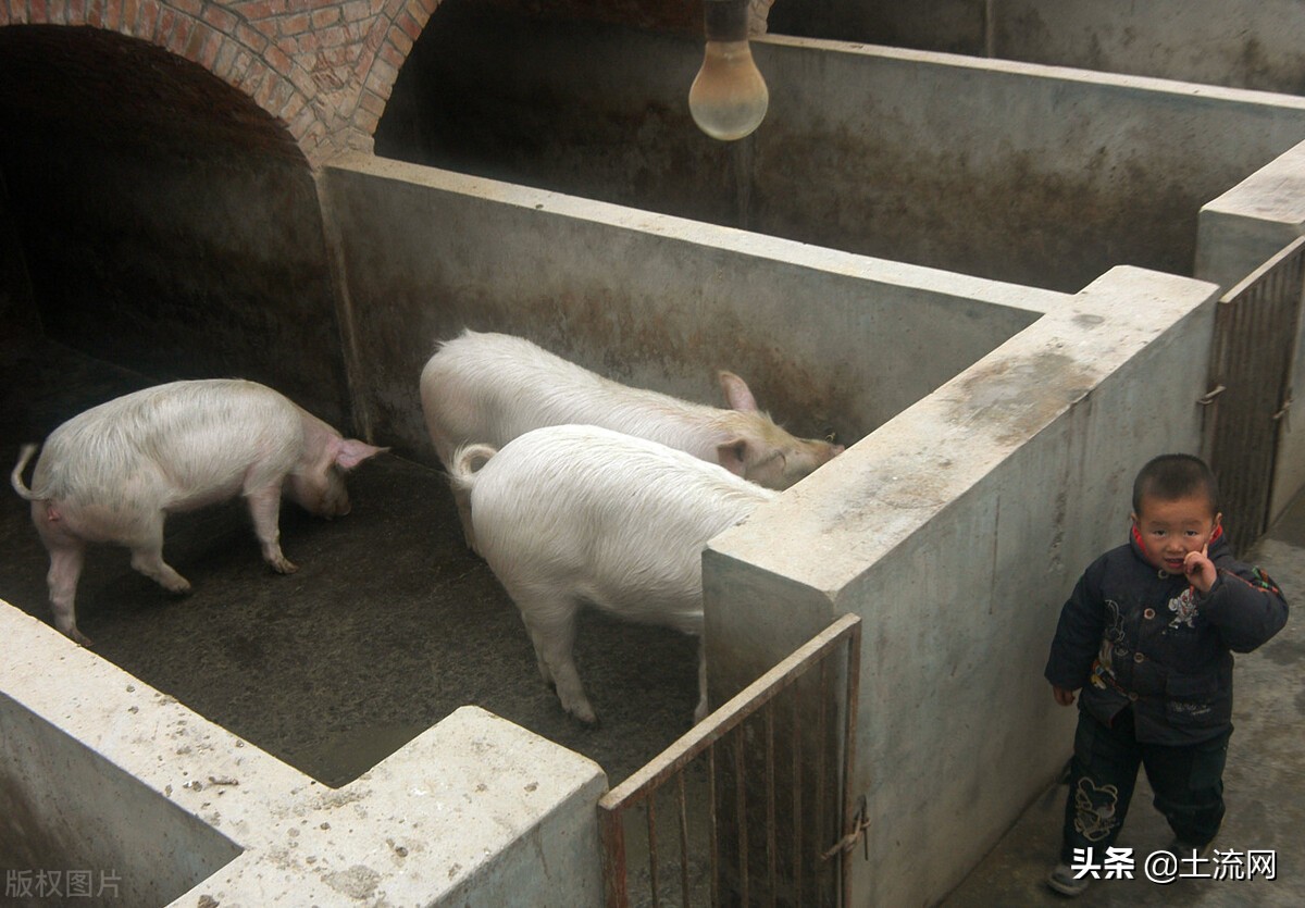 養豬場建設,養豬場建設成本預算