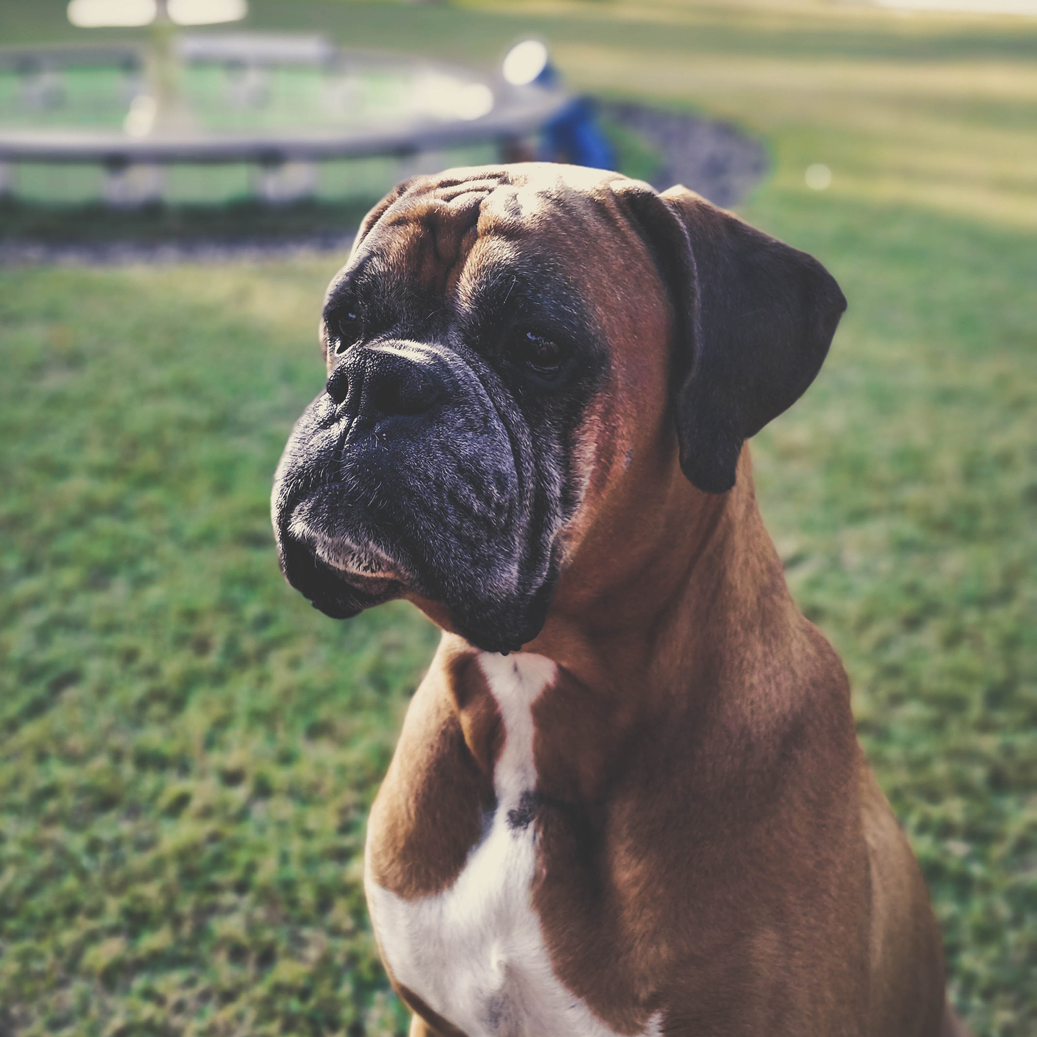 斗牛獒「斗牛犬」