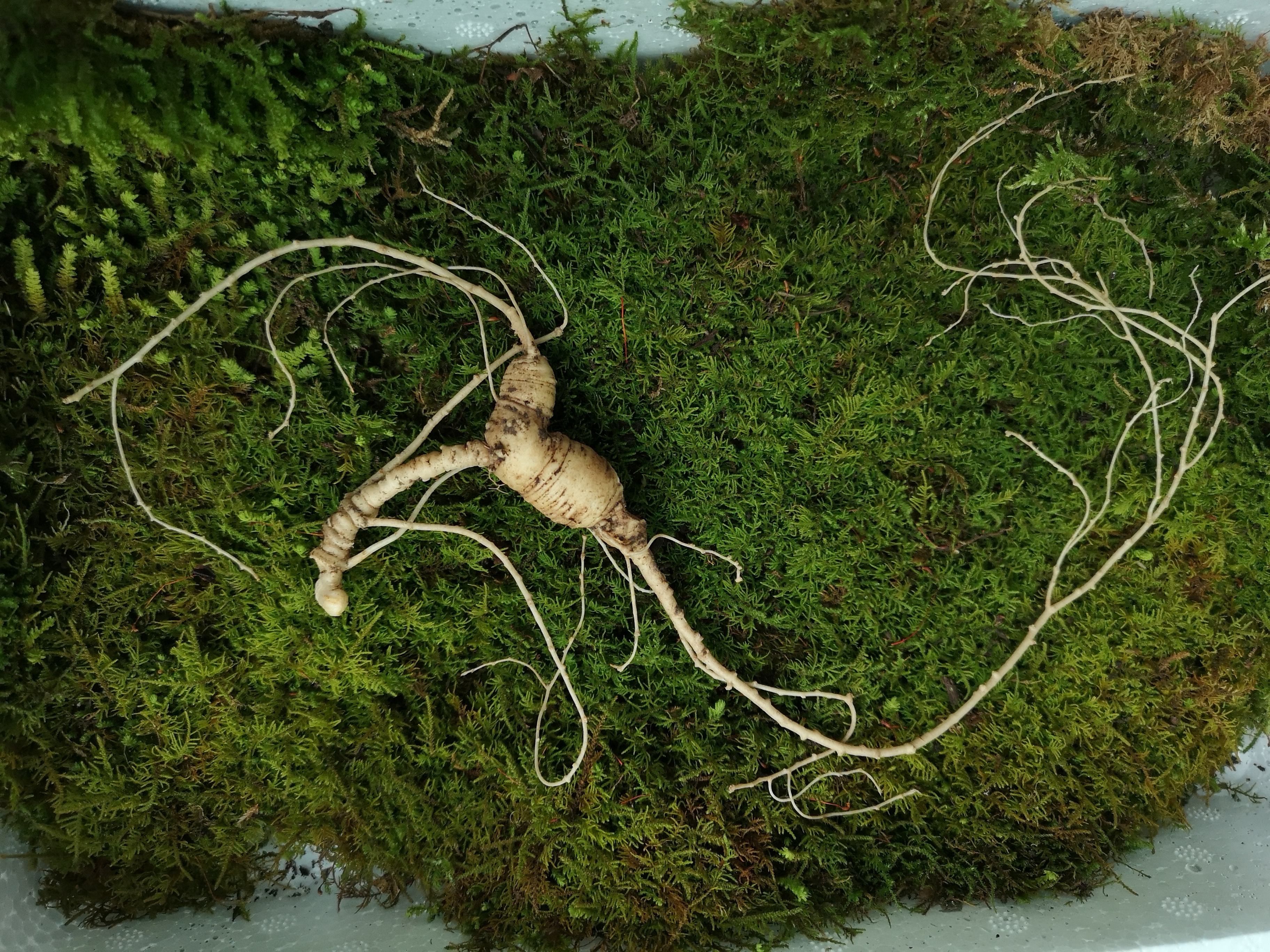 野生30来年西洋参野生西洋参因改革开放后国内开始种植西洋参,森林间