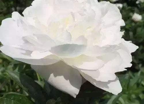 超全牡丹品种介绍,九大色系,全了!