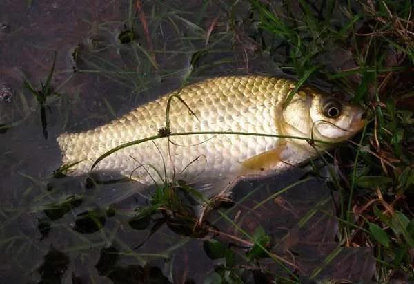 鯉魚和鯽魚的區別圖片(我國培育的雜交魚) - 赤虎壹號