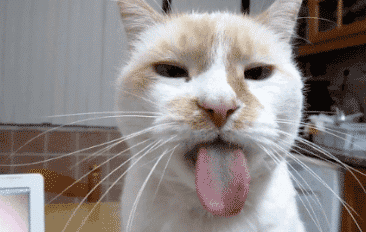 2分钟搞定的简易猫饭，比泡面还要简单