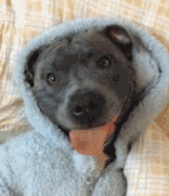 “母校”的英文是