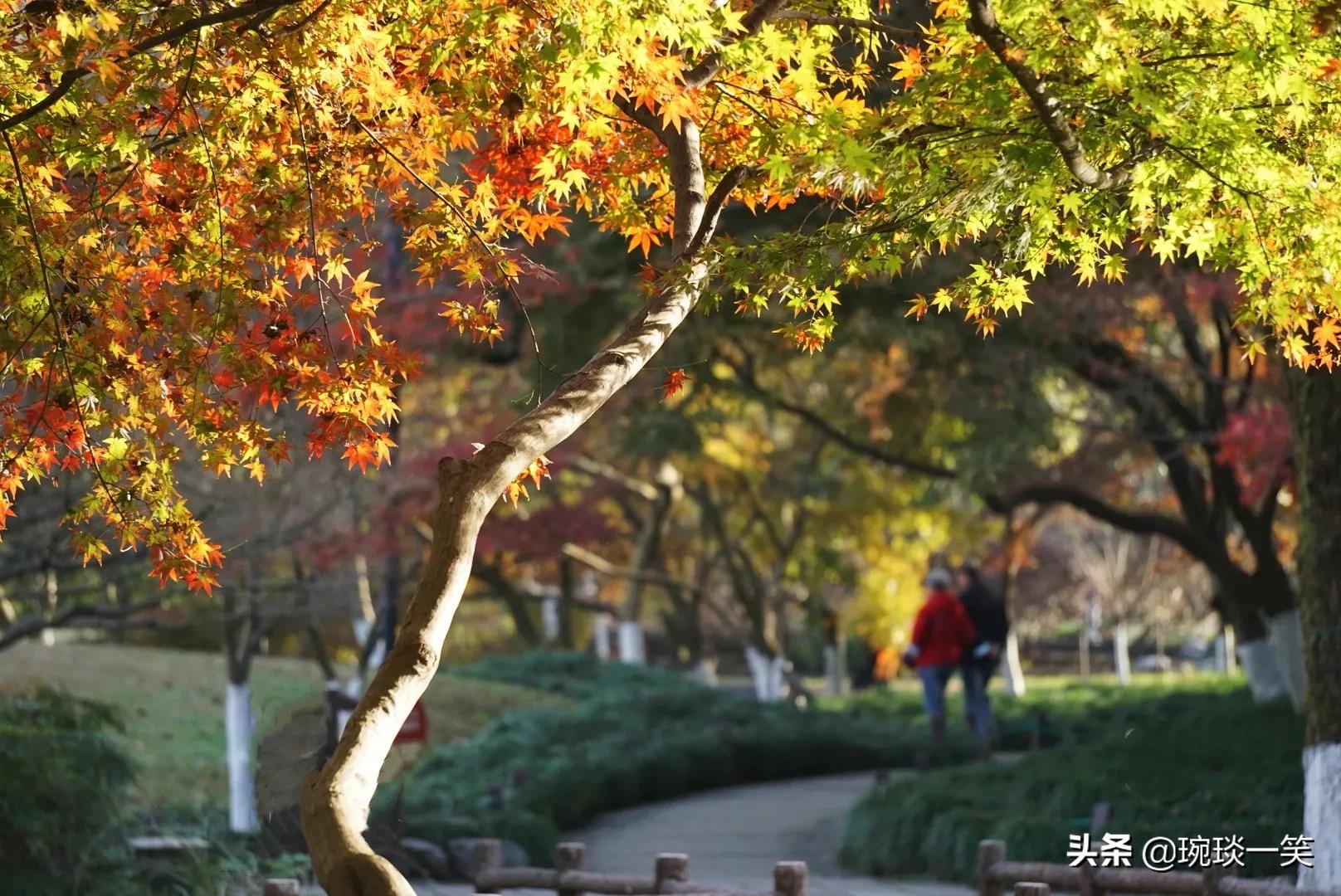 身处北京的你错过就要等一年(秋，你若不来太子湾，便是对杭州的辜负)