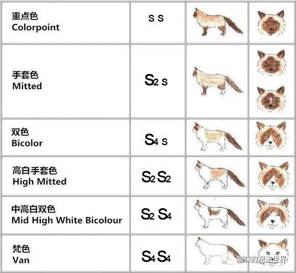 猫咪品种大盘点8：布偶猫