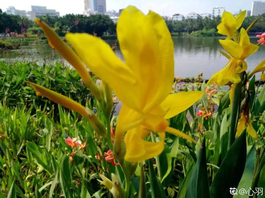 10种花太能喝水,一天一瓢水,7天爆满缸
