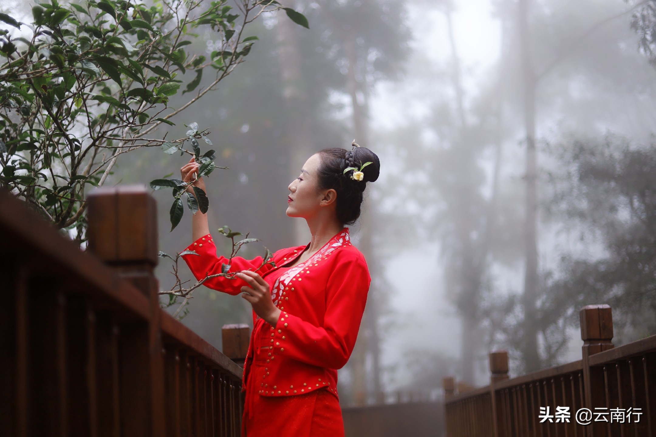 微电影《茶舞》预告片发布 展现自然与文化融合画卷